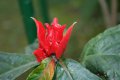 Touche bresilienne - Ruellia colorata